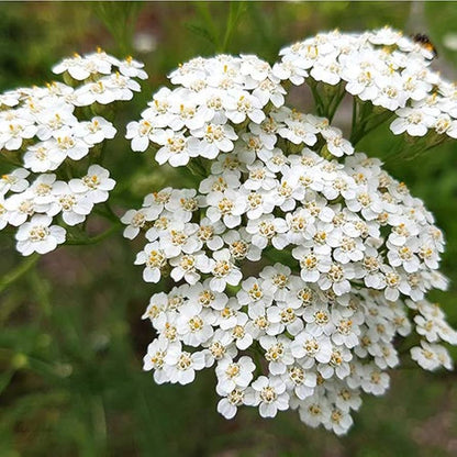White Achillea flower seeds