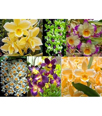 Cymbidium Maxillaria flower seeds