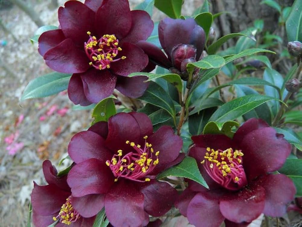 Burgundy Camellia flower seeds