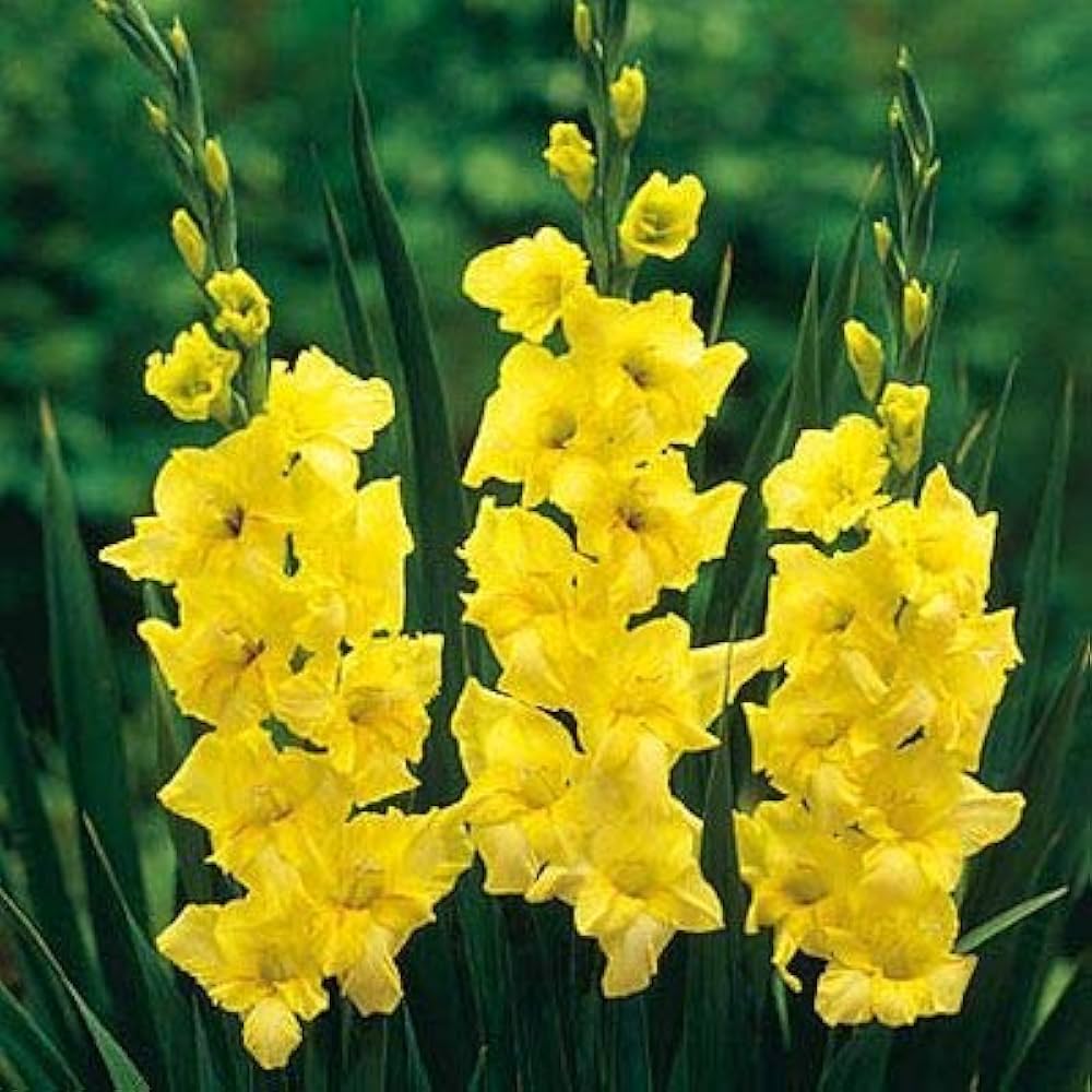 Yellow Gladiolus flower seeds
