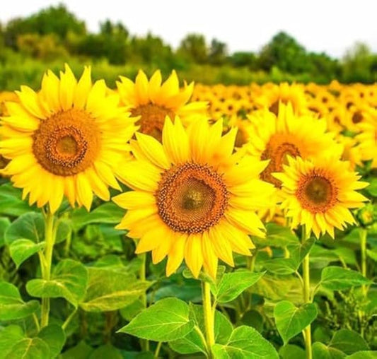 Yellow Hybrid flower seeds