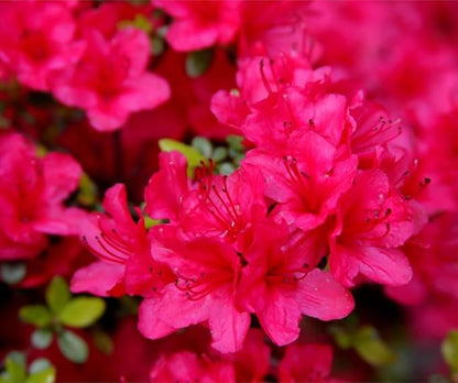 Azalea Rhododendron flower seeds