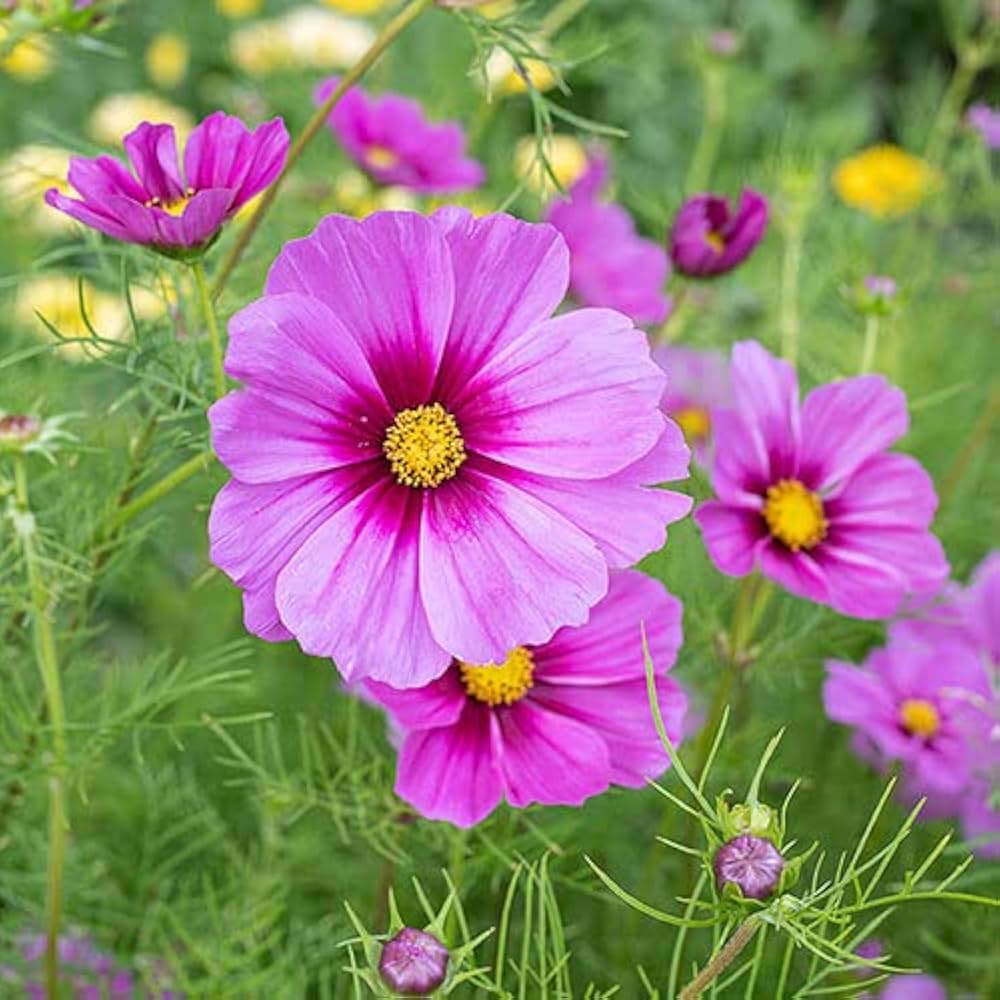 Cosmos Bipinnatus flower seeds