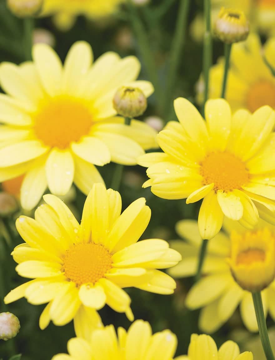 Light Yellow flower seeds