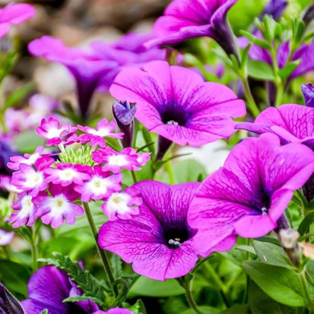 Petunia plant