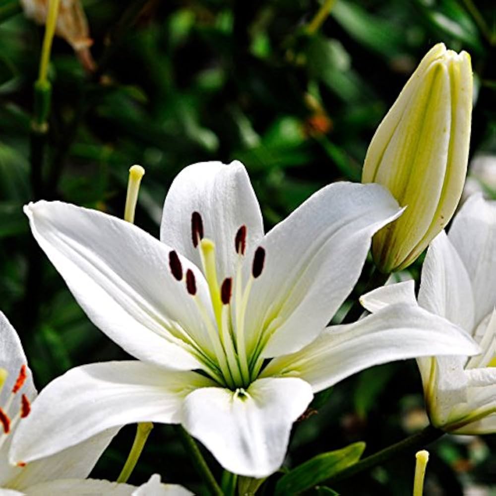 Giant Lily flower seeds