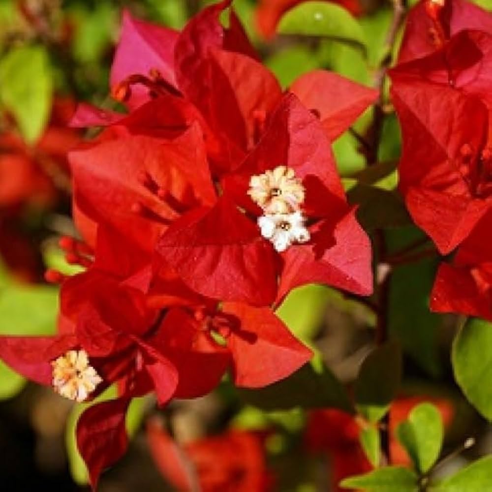 Bougainvillea flower seeds