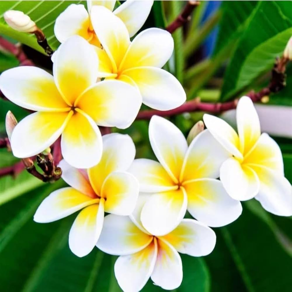 Egg flower seeds