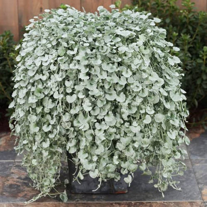 Dichondra flower seeds