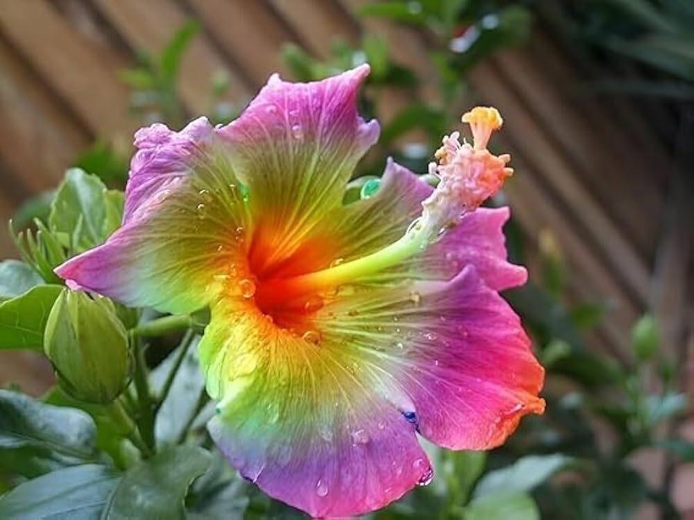 Hibiscus Rosa-Sinensis flower seeds