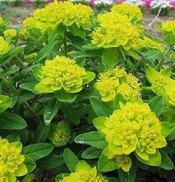 Yellow Euphorbia flower seeds