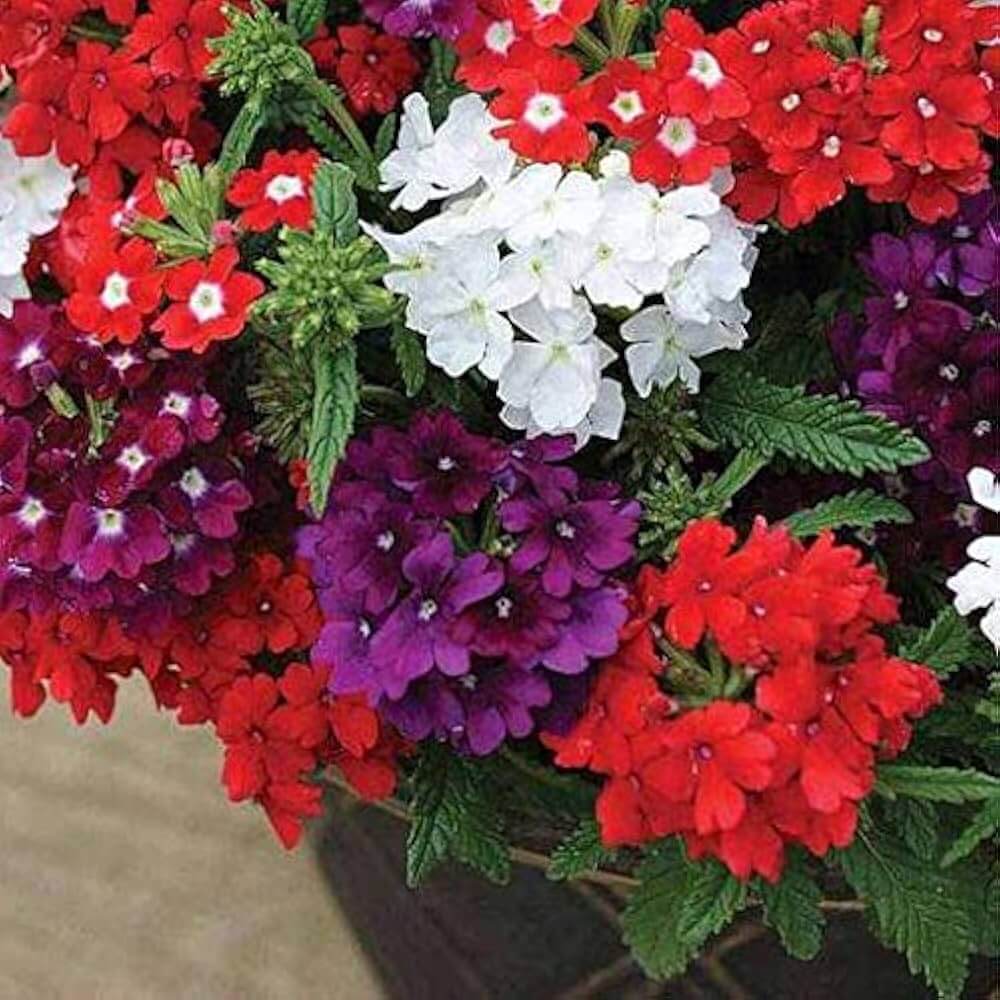 Cut Flower Vervain plant