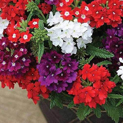 Cut Flower Vervain plant