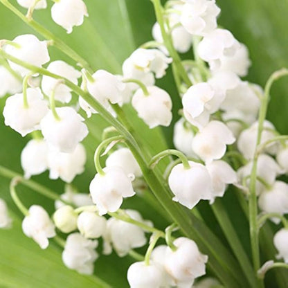 Bell Orchid flower seeds