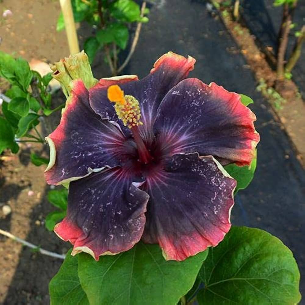 Black Orange flower seeds