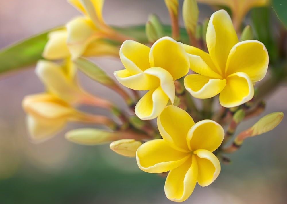 Yellow Egg flower seeds