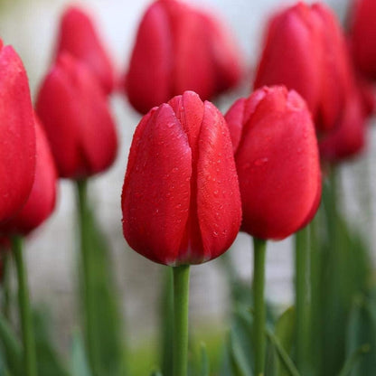 Deep Red flower seeds