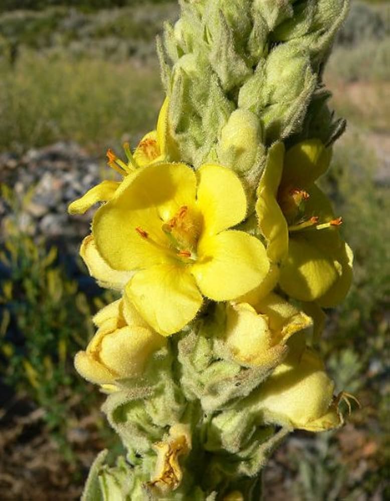 Verbascum Densiflorum flower seeds