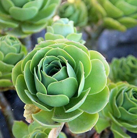 Succulent Rose flower seeds