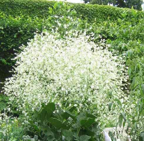 Green White Crambe Cordifolia - Heirloom, Non - Gmo Seeds