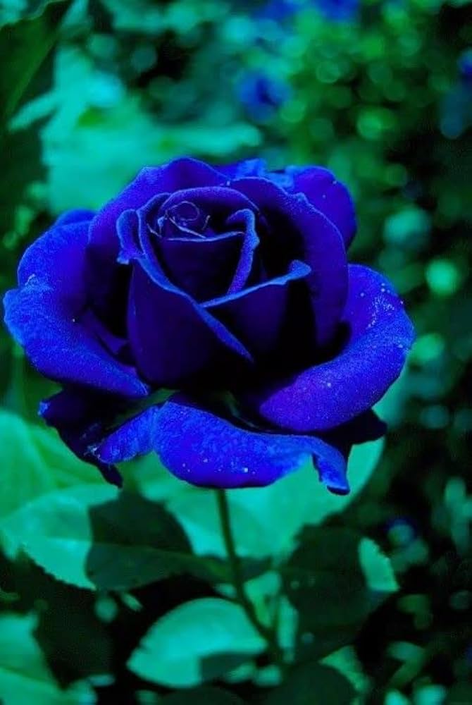 Dark Blue flower seeds