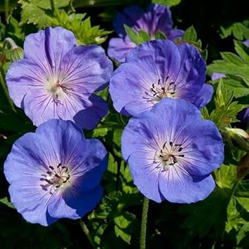 Rozanne flower seeds