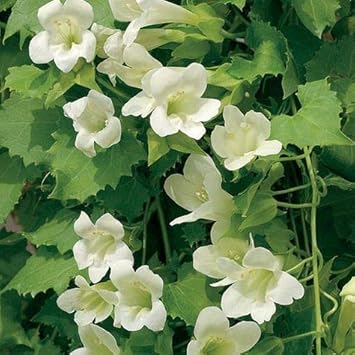 Maurandya White flower seeds