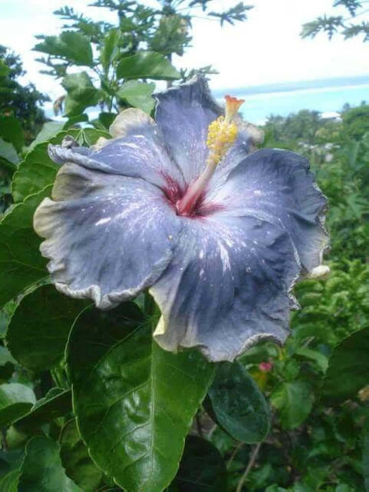 Ash Hibiscus flower seeds