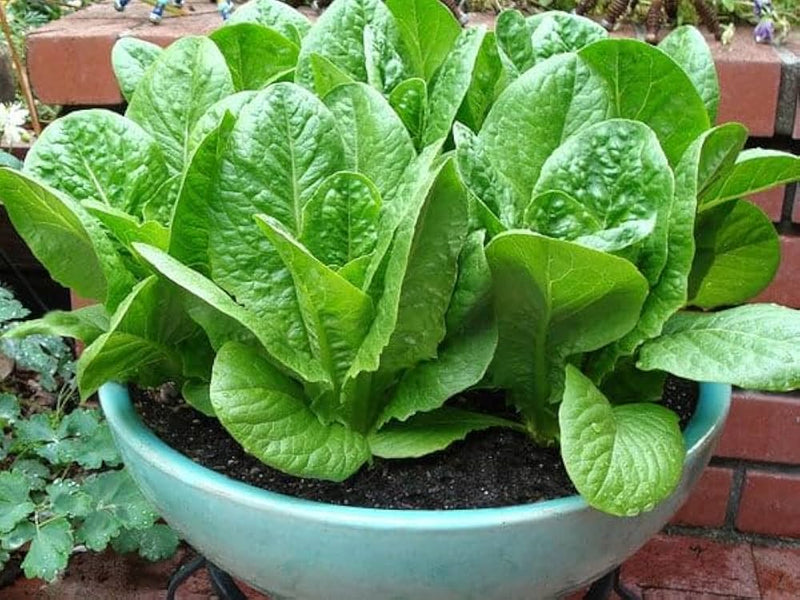 Lamb's Lettuce Seeds for Planting – Corn Salad Garden Seeds