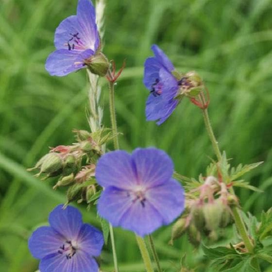 Blue Pelargonium flower seeds