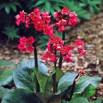 Red Bergenia flower seeds