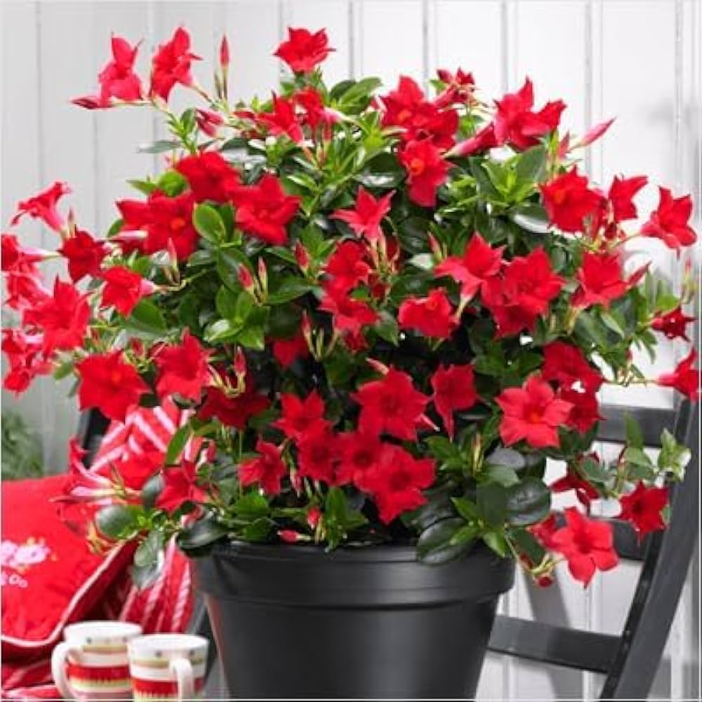 Dipladenia flower seeds
