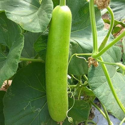 Bottle Gourd Seeds