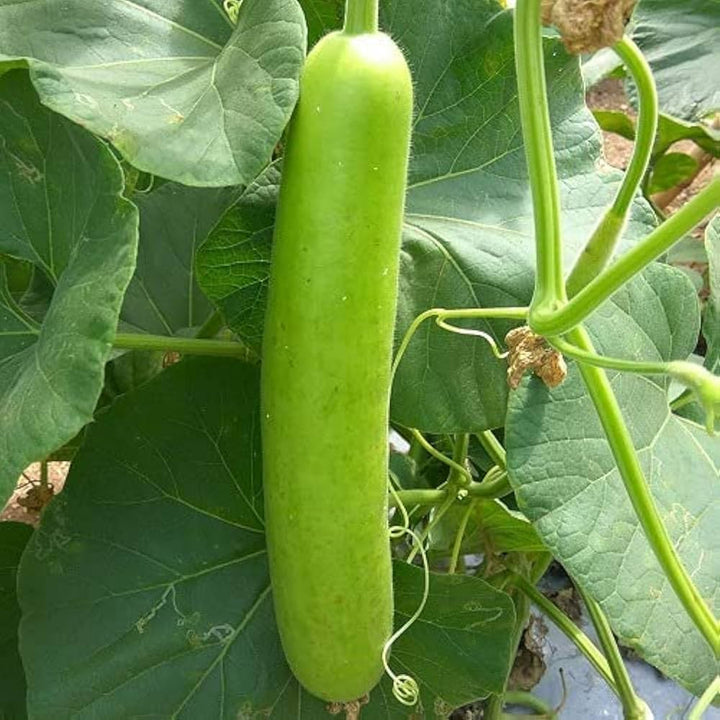 Bottle Gourd Seeds