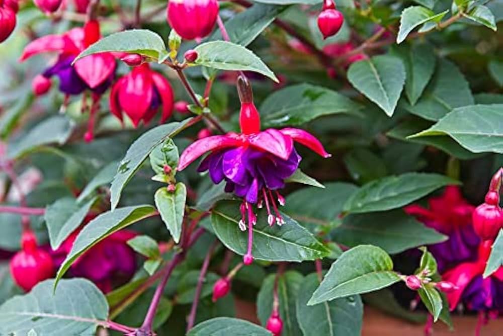 Fuchsia Potted flower seeds