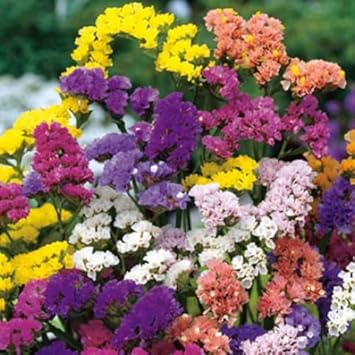 Limonium flower seeds