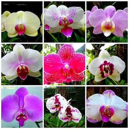Phalaenopsis Orchid flower seeds
