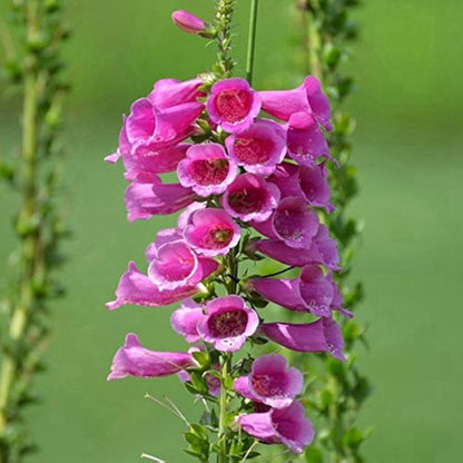 Pink Foxglove plant