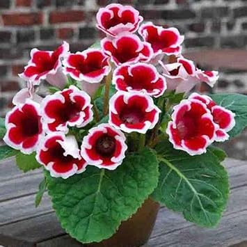 Red White flower seeds