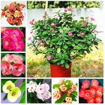 Euphorbia Milii flower seeds