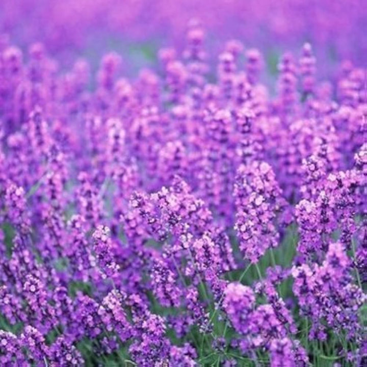 Provence Lavender flower seeds