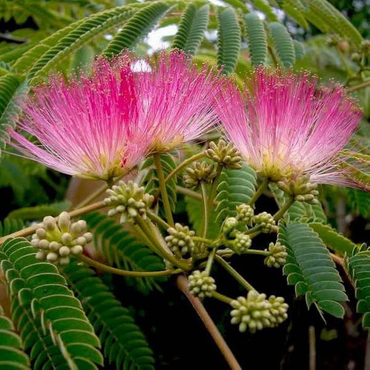 Albizia Julibrissin flower seeds