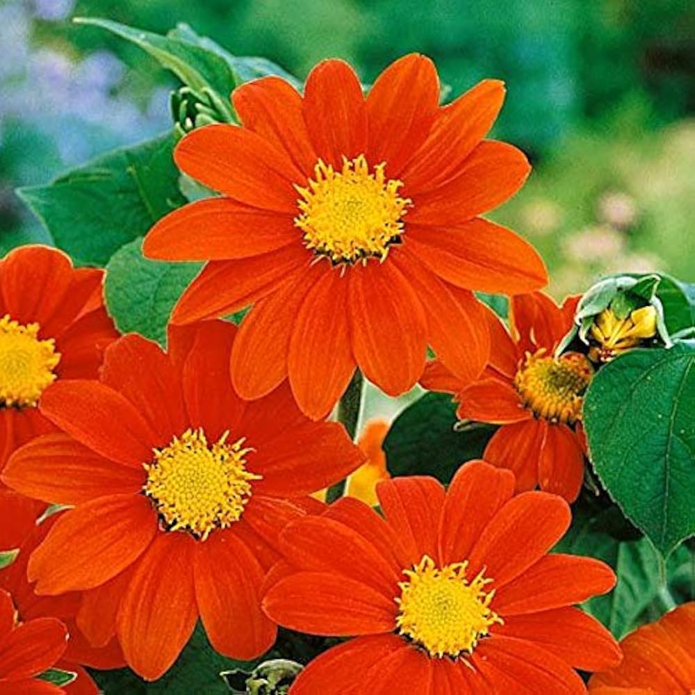 Mexican Torch flower seeds