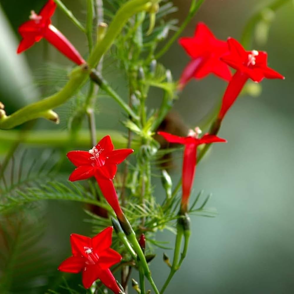 Red Fern flower seeds