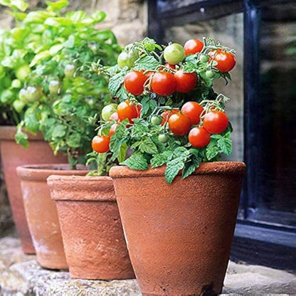 Red Cherry Tomato Seeds for Planting – Heirloom Garden Seeds