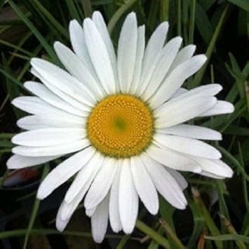 White Leucanthem flower seeds