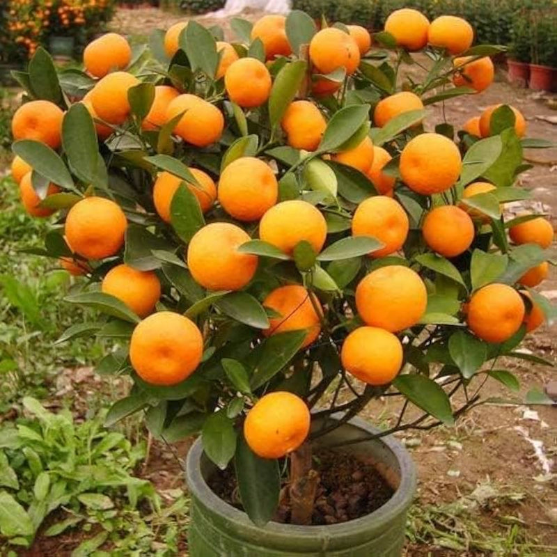 Orange Fruit Seeds for Planting – Heirloom Non-GMO Garden Seeds