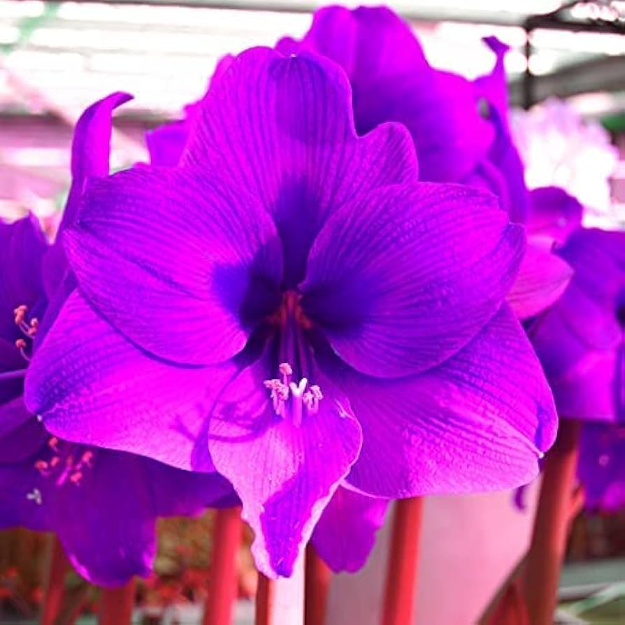 Violet Amaryllis flower seeds