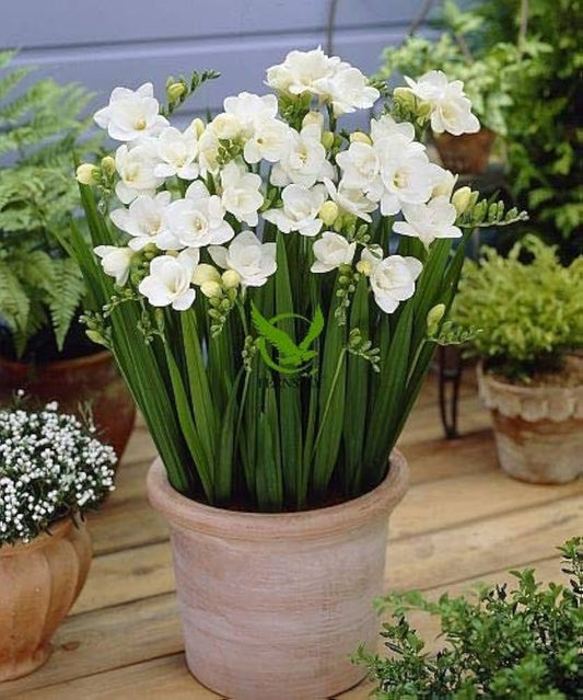White Freesia flower seeds