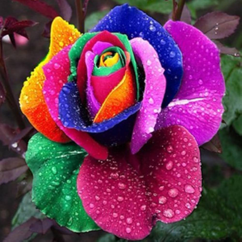 Holland Rose flower seeds